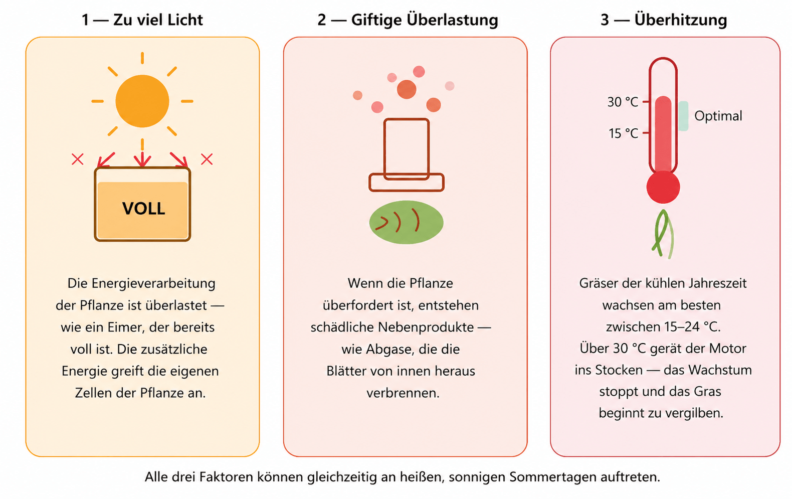 Drei zentrale biologische Mechanismen von Stress durch übermäßige Lichteinstrahlung bei Rasengräsern